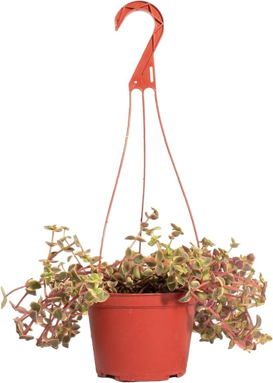 Shop Succulents Calico Kitten Hanging Succulent, Crassula Pellucida Variegata, Fully Rooted Live 6" Succulent Plant with Hanger, Low Maintenance Indoor Plant, Trailing Succulents, Gift & Garden