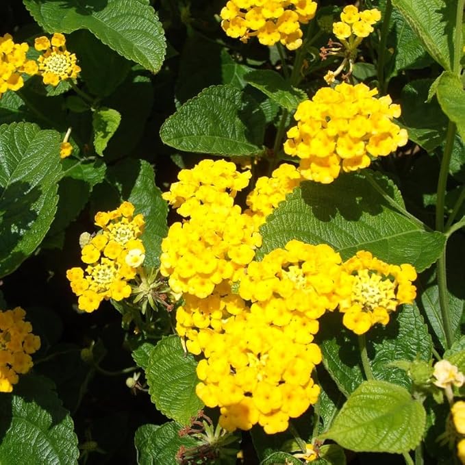 Pack 2 Lantana Live Plants Well Rooted, Yellow Blooms Perennial, Lantana Shrub Starter 4-8 Inches