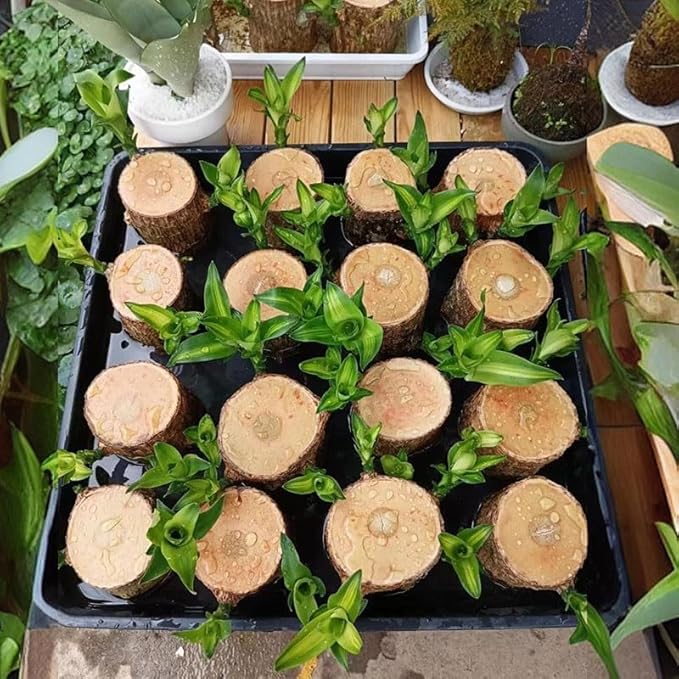 Brazilian Lucky Tree Plants, Bamboo and Trays, Small Plant desks, Good Luck Offices, Kitchens, Living Rooms, Home Decorations, Brazilian Lucky Tree