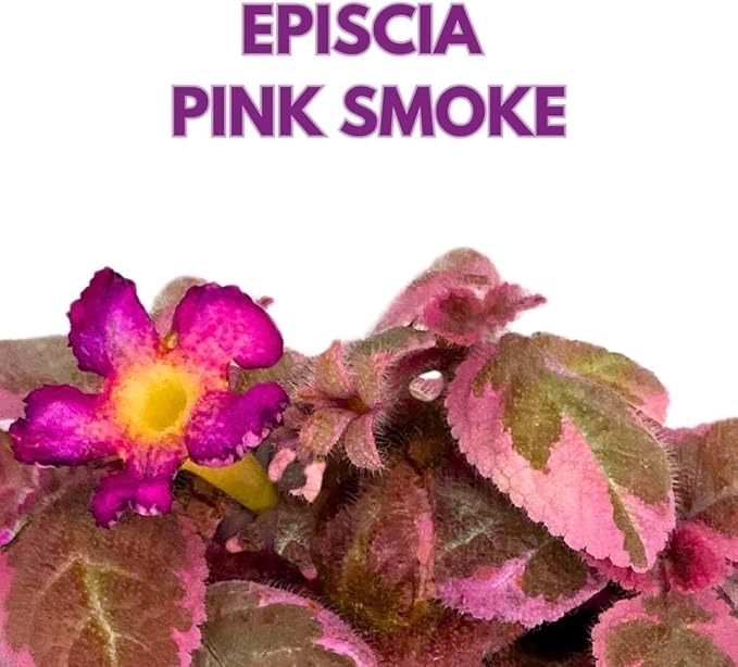 Episcia Pink Smoke Rare Variegated Flame Violet Flowering Gesneriad