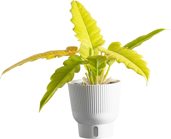 Costa Farms Philodendron Golden Crocodile Live Plant in Self Watering Pot, Air Purifying Indoor Houseplant, Home, Room, or Office Decor, House Warming or Birthday Gift, 12-18 Inches Tall
