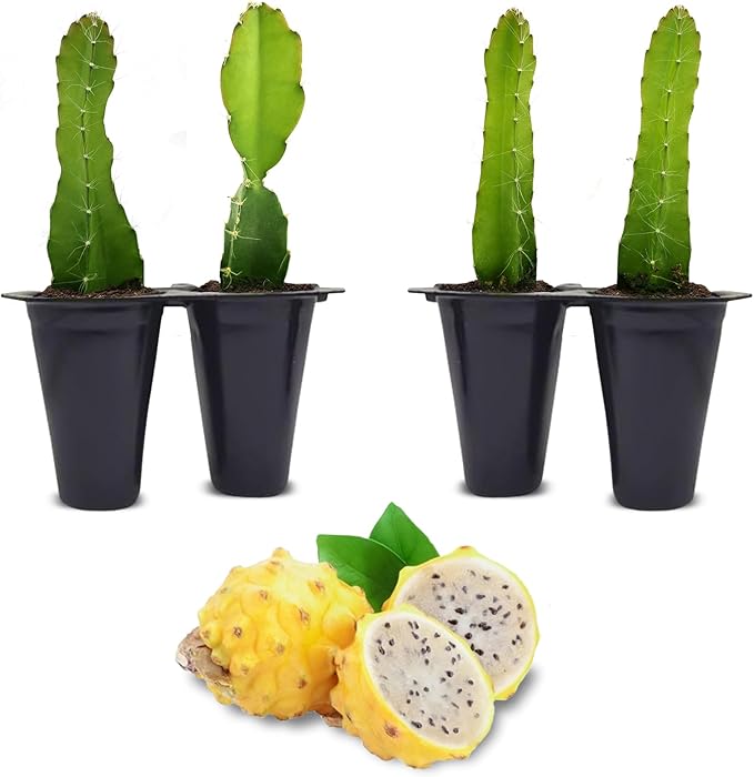 Dragon Fruit Yellow Dragon (4 Pack) | Real Live Fruit Plants for Sale | Rare Exotic Variety | Sweet Edible Fruit | Easy to Grow Live Plants for Organic Gardens