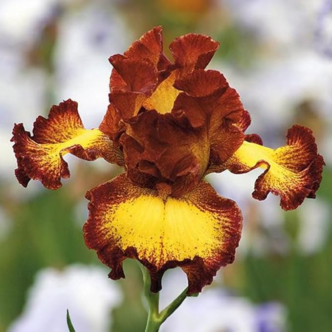 Bee My Honey Bearded Iris Flower Bulb - Attracts Butterflies and Hummingbirds - Deer Resistant - Good as Cut Flowers - Naturalizing - Perennializing - Easy to Grow Live Plants