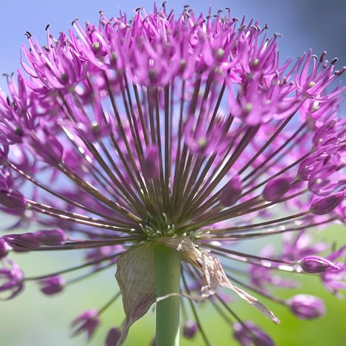 Purple Sensation Allium - Allium aflatuense Flower Bulbs - 5 Bulbs per Pack - Attracts Butterflies and Hummingbirds - Deer Resistant - Good as Cut Flowers - Perennializing - Easy to Grow Live Plants