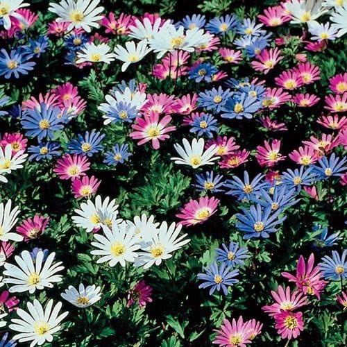 Anemone Blanda Mix Bulbs for Planting - Perennial, Attracts Bees & Showy Flowers | Blooms in Mid Spring, Easy to Grow & Maintain (50 Pack)