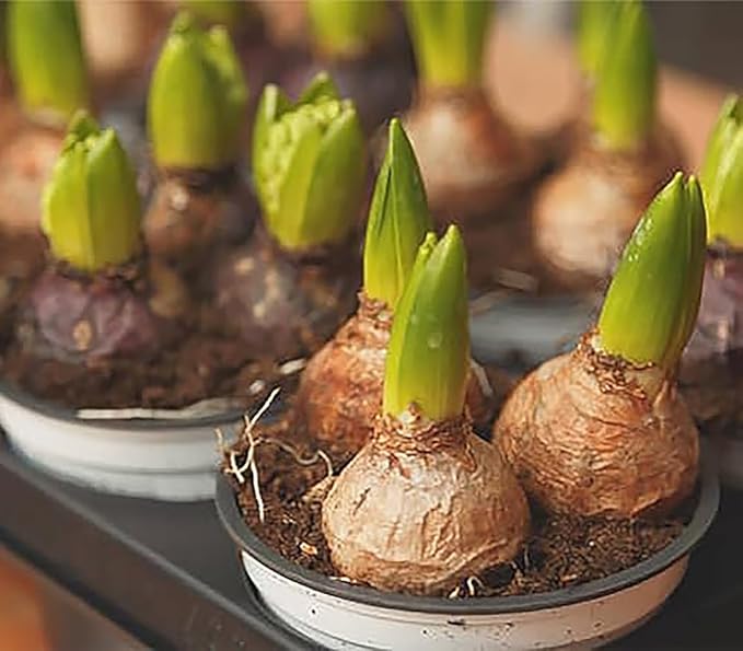 5 Aqua Hyacinth Bulbs