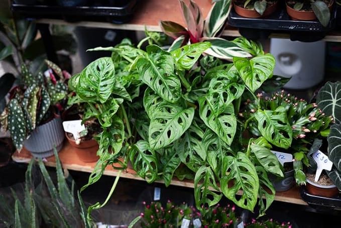 Premium Swiss Cheese Plant Potting Mix - Monstera Deliciosa Blend for Optimal Nutrients and Drainage for Healthy Growth - 5 Quart