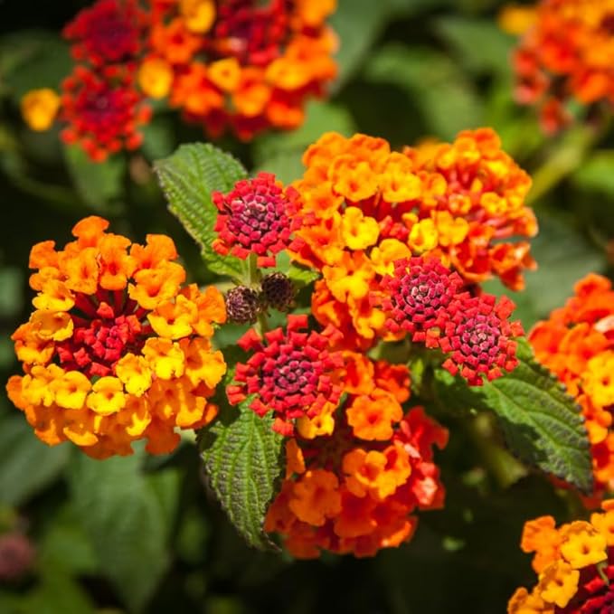 Pack 2 Lantana Live Plants Well Rooted, Orange Blooms Perennial, Lantana Shrub Starter 4-8 Inches