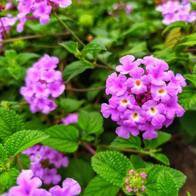 Pack 2 Lantana Live Plants Well Rooted, Purple Blooms Perennial, Lantana Shrub Starter 4-8 Inches
