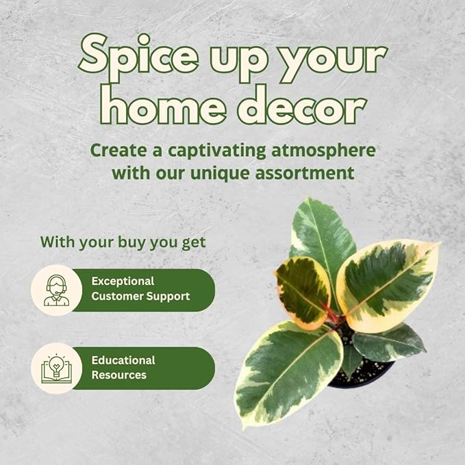 BubbleBlooms Ficus elastica Assortment in a 4 inch Pot Variegated Rubberplant Variety, Dark and White Rubber Plant