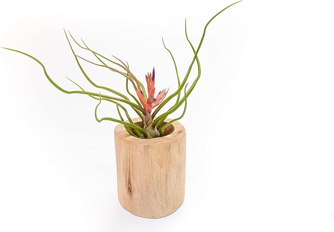 Air Plant Shop 5 Pack Large Bulbosa Belize Air Plants - Succulents - Live Tillandsia - Easy Care Indoor and Outdoor House Plants