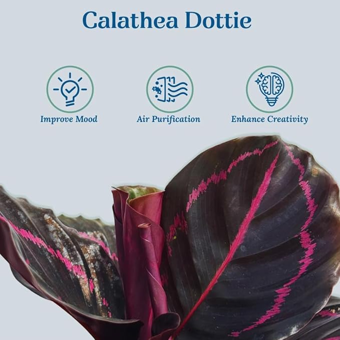 Calathea Dottie Indoor Plant - Live Colorful Prayer House Plant, Pink Plant for Home Decor, Room Decor, Air Purifier