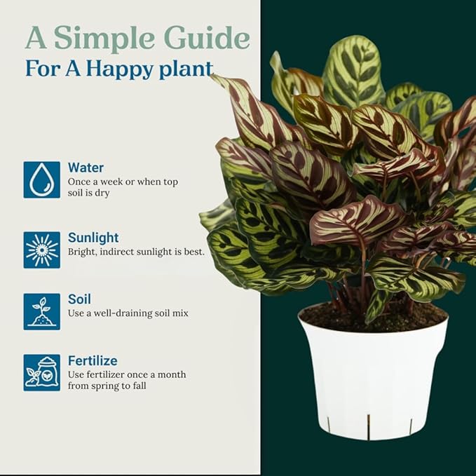 Calathea Peacock Live Plant - Air Purifier and Home Decor | Colorful Indoor Plants Live Houseplant | Calathea Makoyana | Live Plants, Air-Purifying Indoor Houseplant