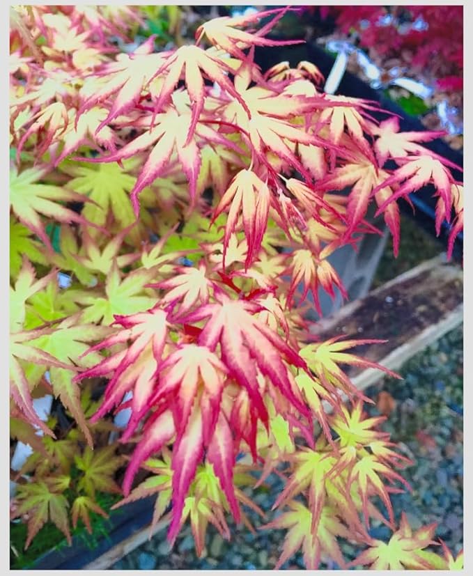 Hanami Nishiki Japanese Maple 2 - Year Live Plant