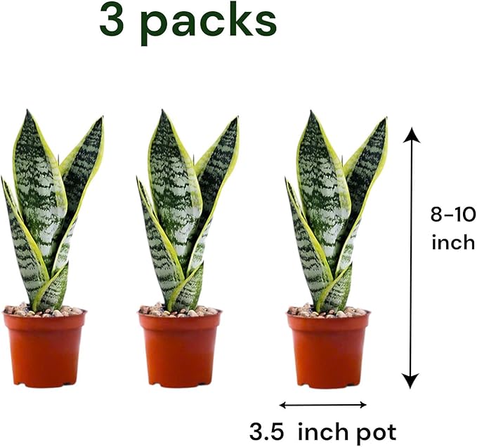 Snake Plants (Live & Rooted) 4/6/8" - Mother in Law Tongue - Sansevieria Laurentii Indoor Live Houseplant Gift Air Purifying - Low Light (4")