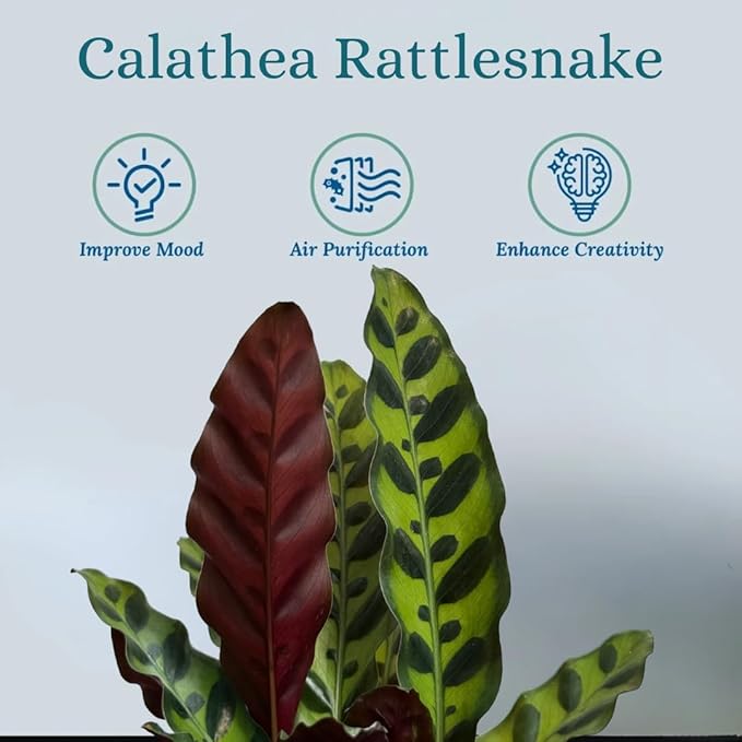 Rattlesnake Calathea Live Plant - Air Purifier, Colorful House Plant, Ideal for Home Decor and Room Decor - Rattlesnake for Indoor Plants, Calathea Lancifolia Prayer Plant