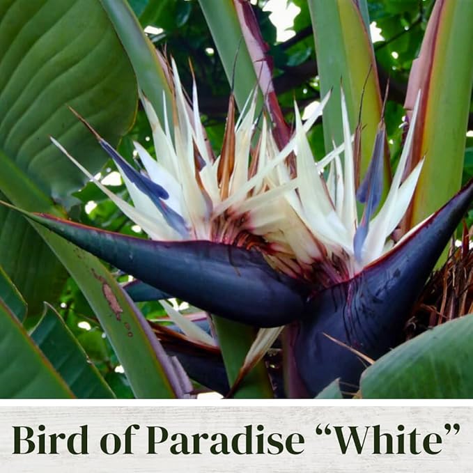 Bird of Paradise Plants Live (4-Pack), Strelitzia Plants with Perennial White Flowers, Indoor/Outdoor Plants, Exotic Tropical Decor, Not Artificial, 6-10" Height. 2" Pot
