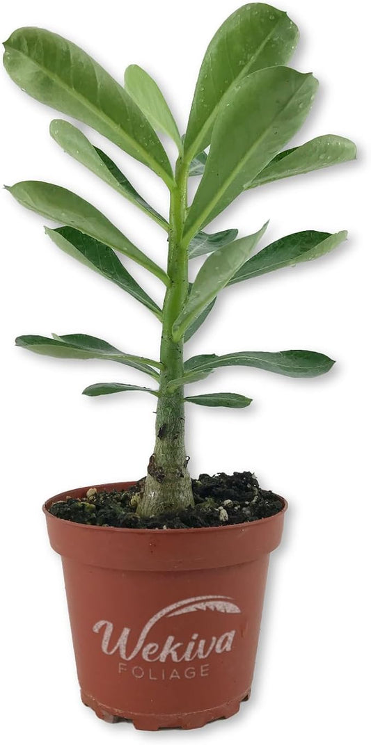 Desert Rose Plant - Live Plant in a 4 Inch Pot - Adenium Obesum - Dramatic Low-Water Succulent