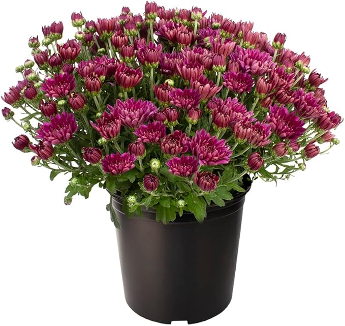 1G Purple Mum Plant, Chrysanthemum Flowers Gardening Fall Decor, Mums Plants Live, Fall Decorations Outdoor, Housewarming Gift Ideas, Real Live Plants Indoor Plants Live Houseplants By Plants for Pets