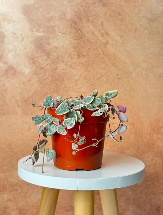 Variegated String of Hearts Live Plant - Trailing Succulent Plants, Real Indoor House Plants, Succulent Plants for Indoor Decor, Live Houseplants, Perfect Live Succulents