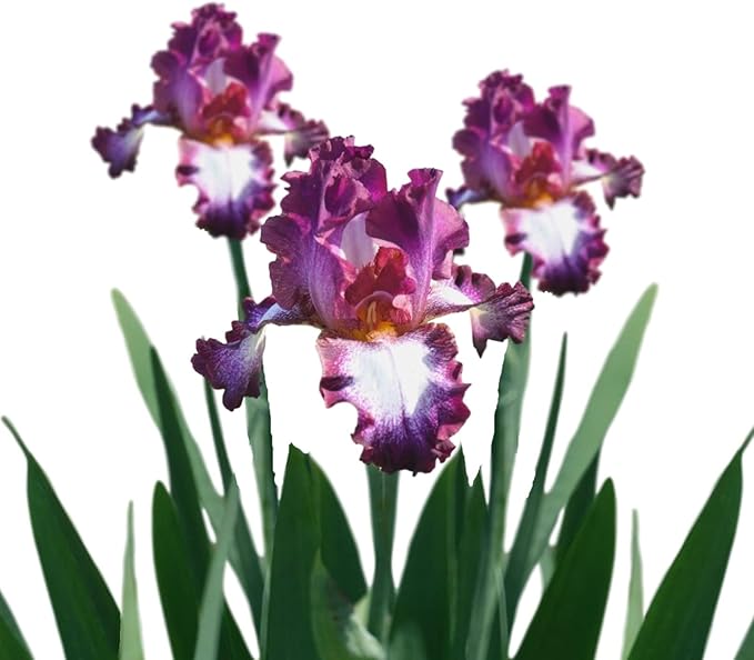 Easy to Grow Bearded Iris Tennison Ridge - 3 Plant Bulbs Rhizomes, Purple & White Flowers in Spring to Fall, Full Sun Low Maintenance