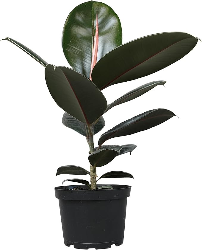 Burgundy Ficus Live Tree (Approx. 16" Tall) in 6 Inch Pot, Air Purifying Rubber Plant Decor, Easy Houseplants for Beginners by Plants for Pets