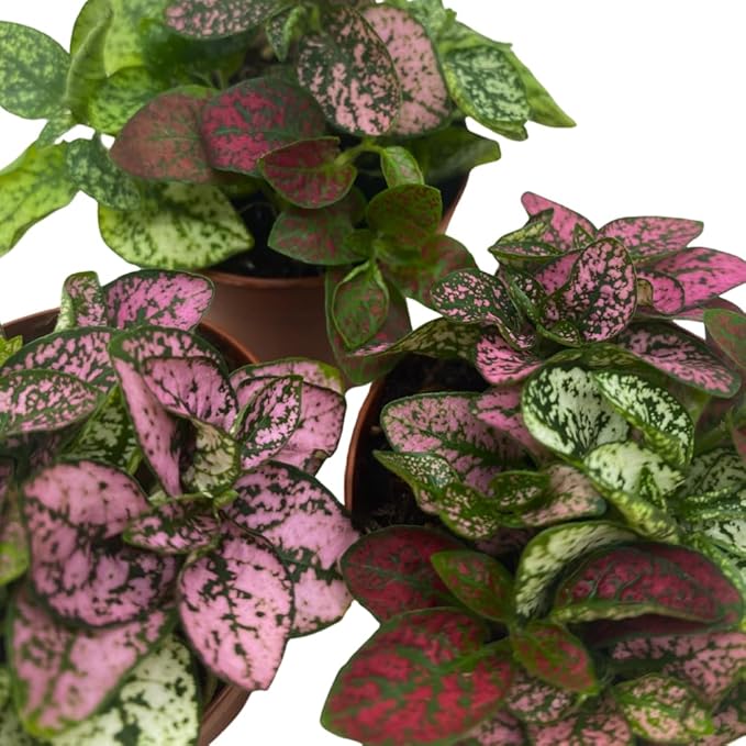 BubbleBlooms Tricolor Hypoestes phyllostachya 2 inch Set of 3 Flamingo Polka Dot Plant Red White and Pink Tiny Mini Pixie Plants