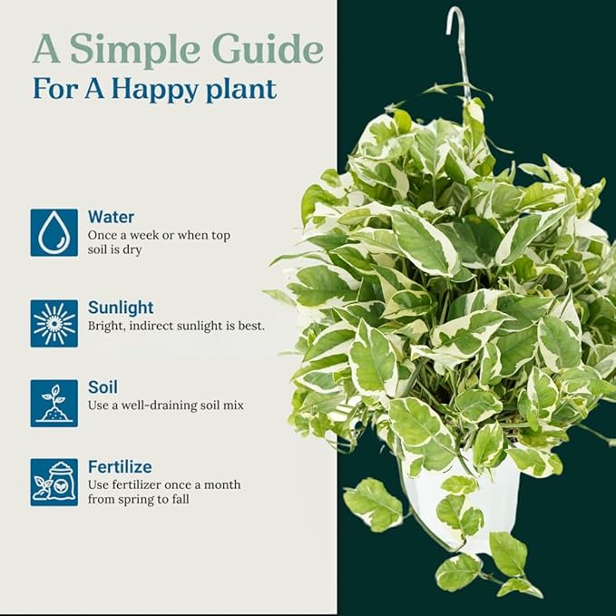 Huge Pothos N'joy Live Plant - Hanging House Plant, Large Pothos Live Plant, Hanging Plants Live Houseplants, Trailing Vine for Home Decor