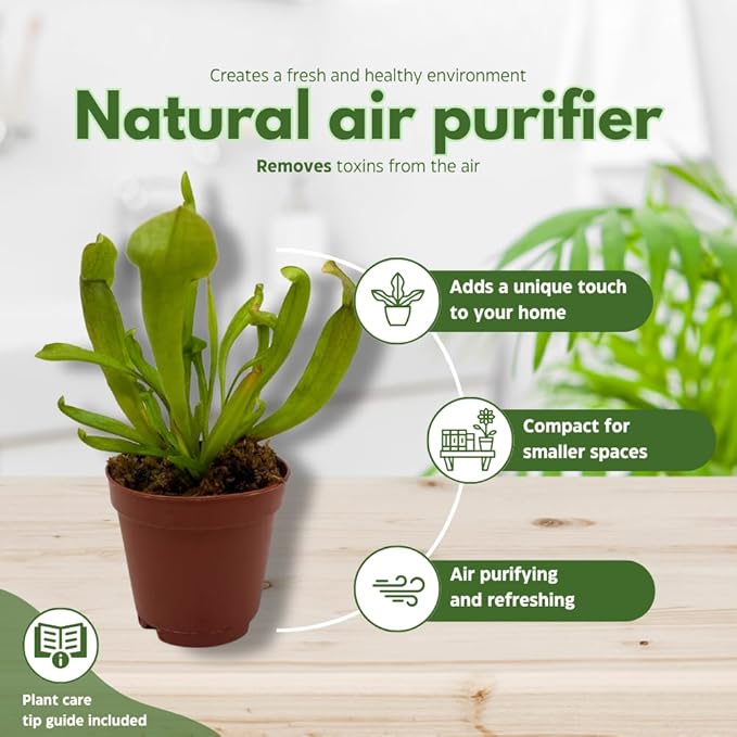 BubbleBlooms Carnivorous Plant Assortment Set, 3 Different Plant Species in 2 inch Pots