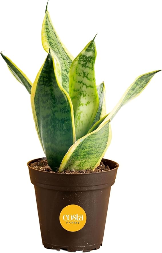 Costa Farms Live Snake Plant | Easy to Grow Indoor or Outdoor Sansevieria Houseplant | 8-Inches Tall | Potted in Plant Pots | Succulent Plant Perfect for Office and Home Decor