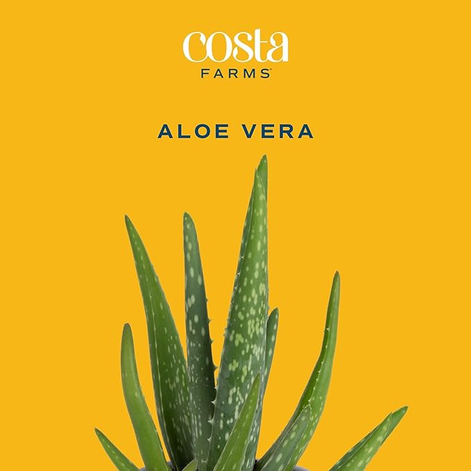 Costa Farms Aloe Vera Live Plants in Plastic Pots, Easy to Maintain, Air Purifying Indoor Succulents, Houseplants for Home, Room, or Office Decor, House Warming or Birthday Gift, 12-18, Pack of 2