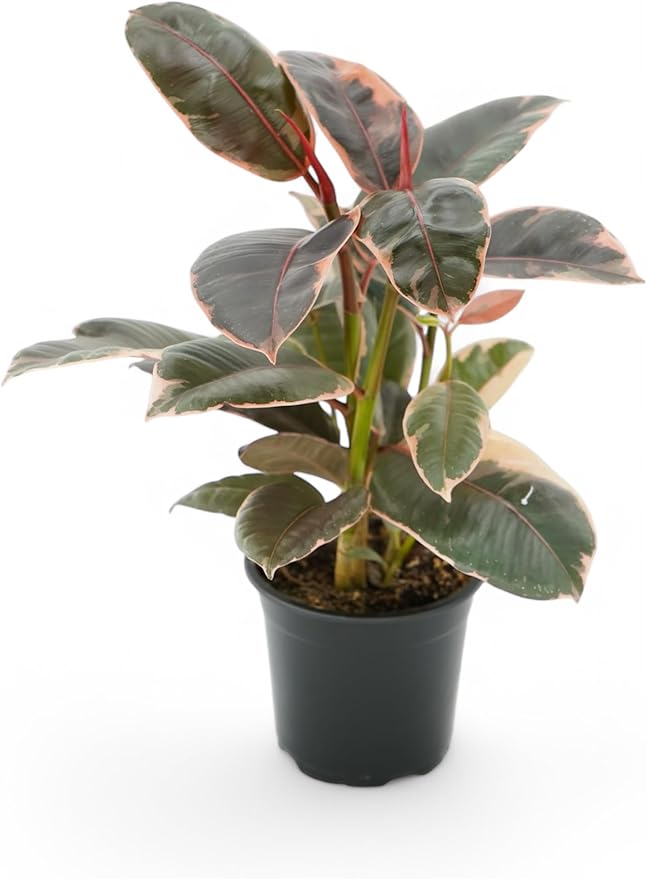 Ficus Tree Four Pack Indoor Plants Live Houseplants - Live Rubber Tree Plants Bundle Includes Ficus Burgundy, Ficus Tineke, Ficus Elastica, and Ficus Ruby