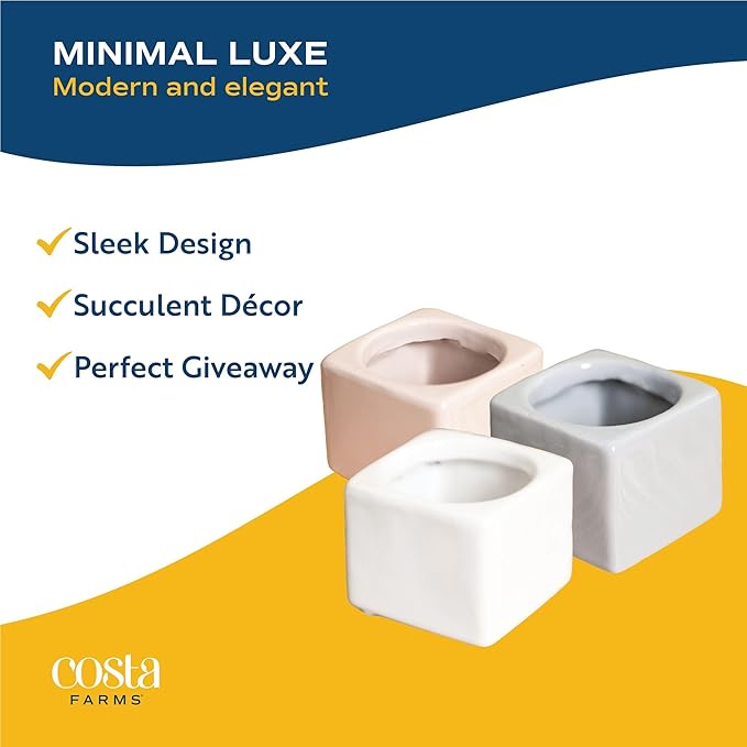 Costa Farms Mini Succulent Live Plants in Cute Pots, Easy to Maintain Indoor Succulents, Houseplants for Home or Office Decor, House Warming or Birthday Gift, 2-3.5 Inches Tall, Pack of 3