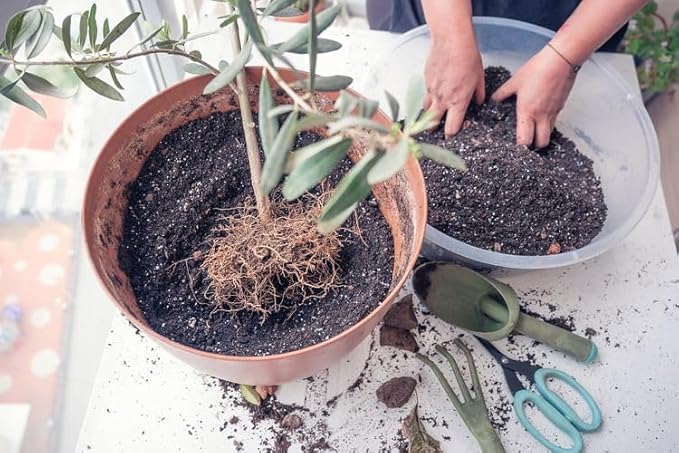 Olive Tree Premium Potting Mix - Optimal Air, Moisture, and Nutrient Balance for Healthy Trees - 2 Quart