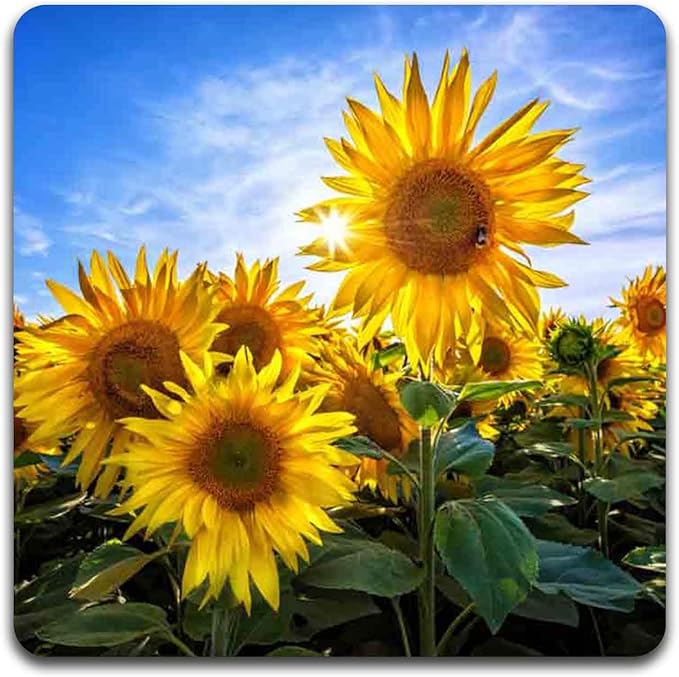 Sunflowers Square Coaster Set - Made of Recycled Rubber - Set of 4