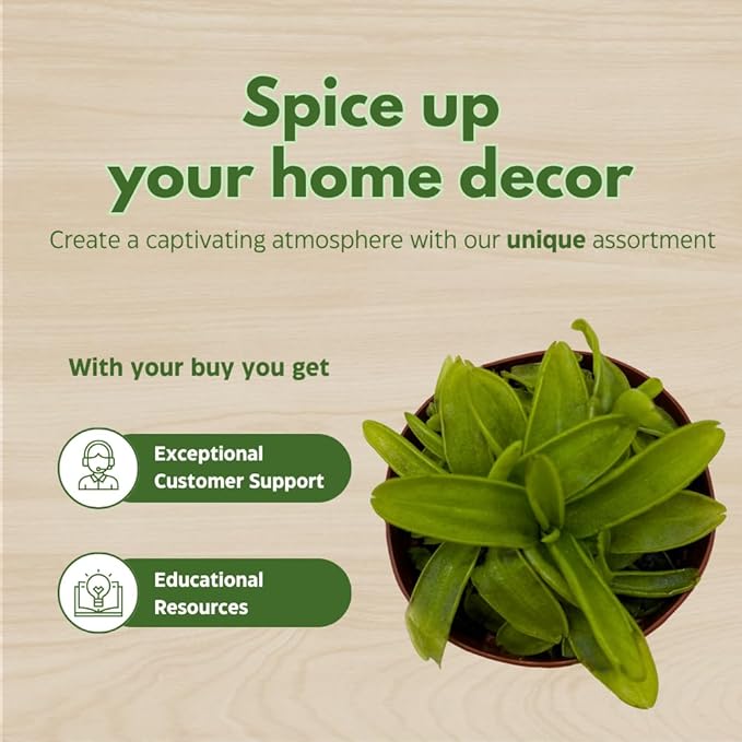 BubbleBlooms Carnivorous Plant Assortment Set, 3 Different Plant Species in 2 inch Pots