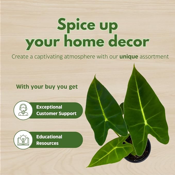 BubbleBlooms Alocasia Assortment Set, 6 Different Alocasias in 4 inch pots Grower's Choice