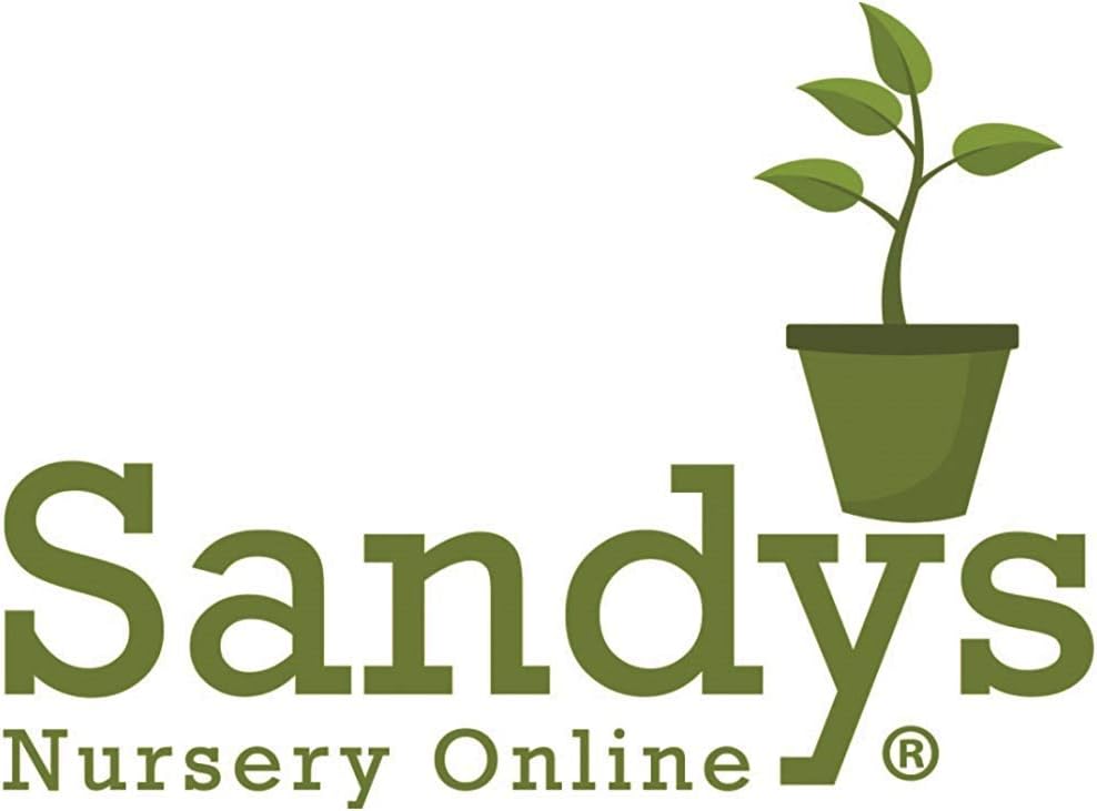 Thuja Green Giant Arborvitae Lot of 6, 3 Inch Pot