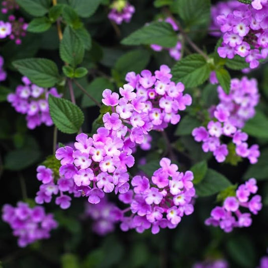 Pack 2 Lantana Live Plants Well Rooted, Purple Blooms Perennial, Lantana Shrub Starter 4-8 Inches