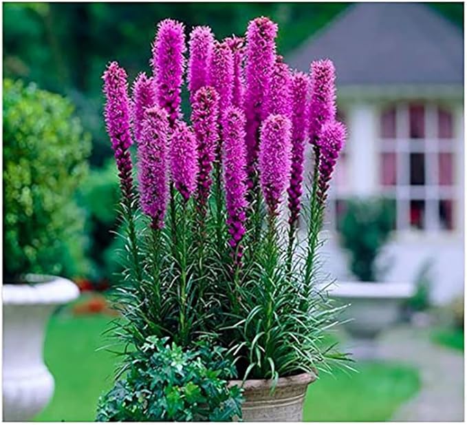 Purple Blazing Star - 5 Fresh Bulbs - Liatris Spicata Flower Bulb - Perennial Gayfeather Plant for Planting Outdoor - Perfect for Borders and Landscapes