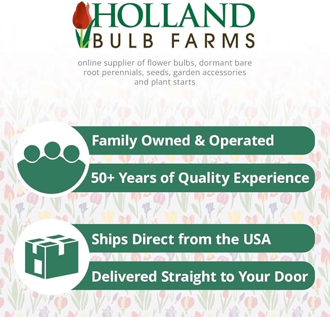 Bold Look Bearded Iris Flower Bulb - Attracts Butterflies and Hummingbirds - Deer Resistant - Good as Cut Flowers - Naturalizing - Perennializing - Easy to Grow Live Plants - Outdoor Garden