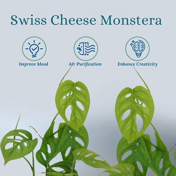 Monstera Adansonii Live Plant, Swiss Cheese Vine | Air Purifier & Room Decor | Monstera Houseplant for Home Decor | Indoor Swiss Cheese Plant
