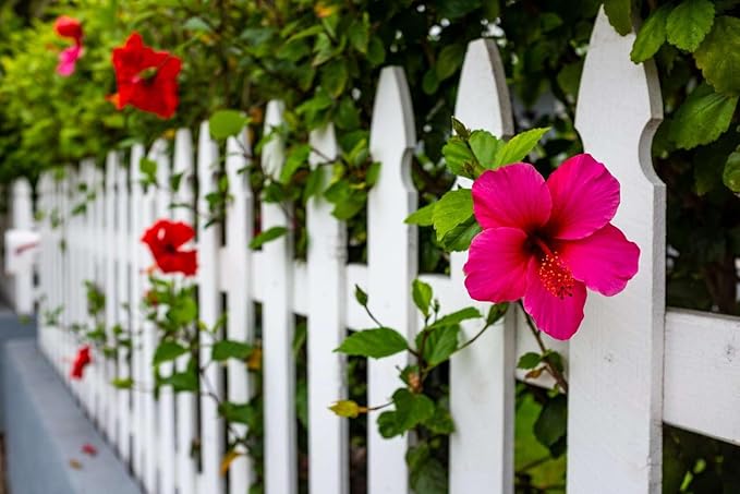 Pink Hibiscus. rosa-sinensis. Live Plant - Tropical Blooming Hibiscus, Pretty Flowers, Used in Tea and Juice (4 Pink Hibiscus sacs)