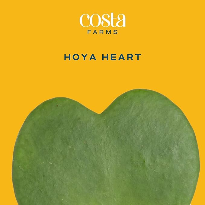 Costa Farms Hoya Heart Live Plant in Decorative Pot, Easy to Maintain Succulent Indoor Houseplant, Perfect for Home, Room, or Office Decor, Great House Warming or Birthday Gift, 5 Inches Tall