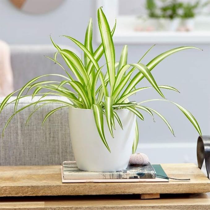 American Plant Exchange Spider Plant – 6-Inch Pot – Live Easy Care Indoor Houseplant, Air-Purifying, Pet-Friendly, Fast-Growing Trailing Plant for Home, Office & Hanging Basket Décor