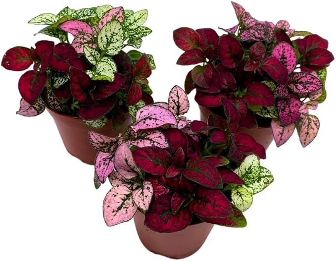 BubbleBlooms Tricolor Hypoestes phyllostachya 2 inch Set of 3 Flamingo Polka Dot Plant Red White and Pink Tiny Mini Pixie Plants
