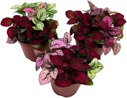BubbleBlooms Tricolor Hypoestes phyllostachya 2 inch Set of 3 Flamingo Polka Dot Plant Red White and Pink Tiny Mini Pixie Plants