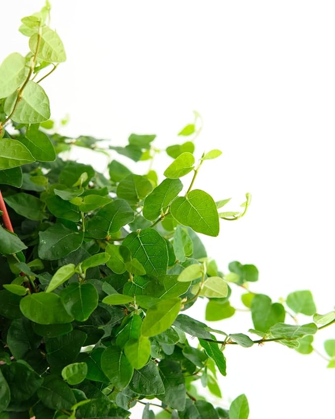 Shop Succulents Ficus Repens Creeping Fig, Live Indoor Plant, Low Maintenance Trailing Houseplant, Ideal for Home Decor, Office, and Room Enhancement, 6 Inch Nursery Pot