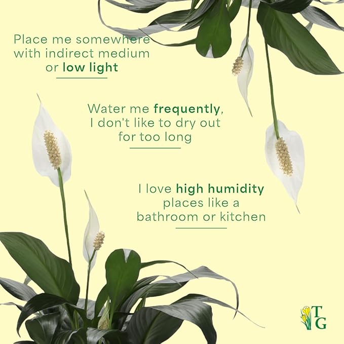 Thorsen's Greenhouse Live Peace Lily Plant, Spathyphylum, Low Light, Easy to Grow, Natural Air Purifier Live Indoor Plant, 4-6" Diameter Pot (Chocolate, 6-inch Pot)