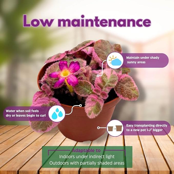 Episcia Pink Smoke Rare Variegated Flame Violet Flowering Gesneriad